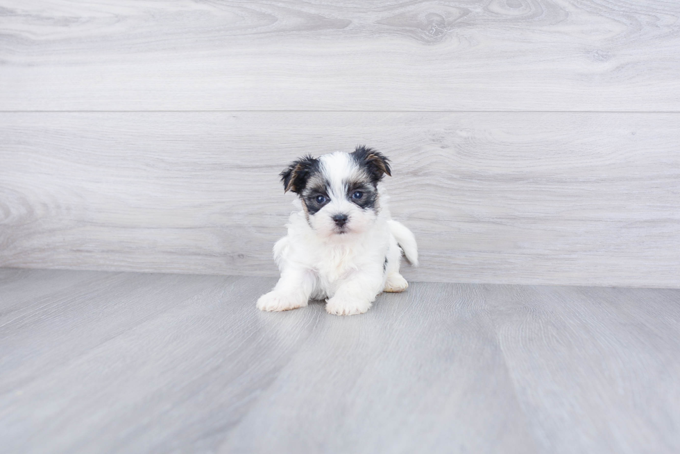 Hypoallergenic Yorkie Designer Puppy