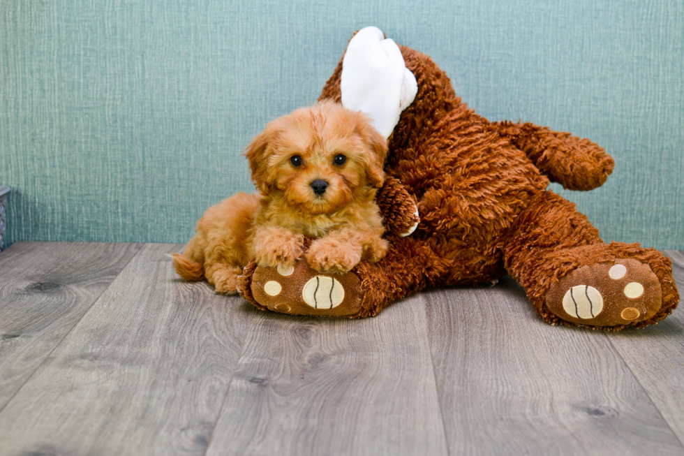 Cavapoo Pup Being Cute