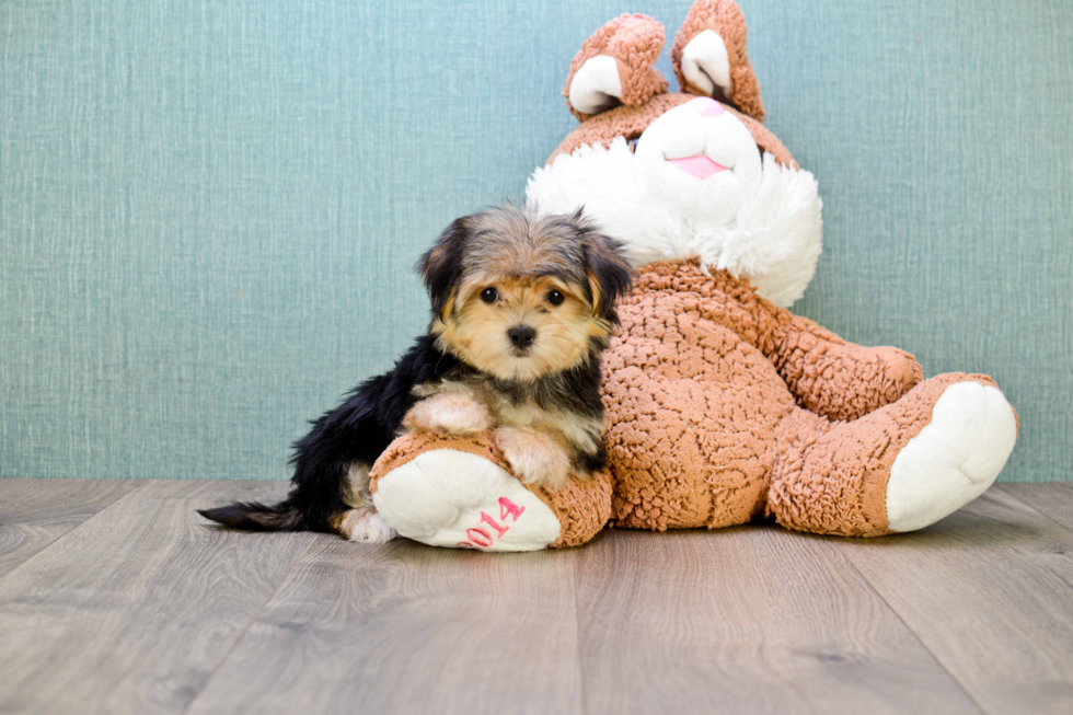 Little Yorkie Designer Puppy