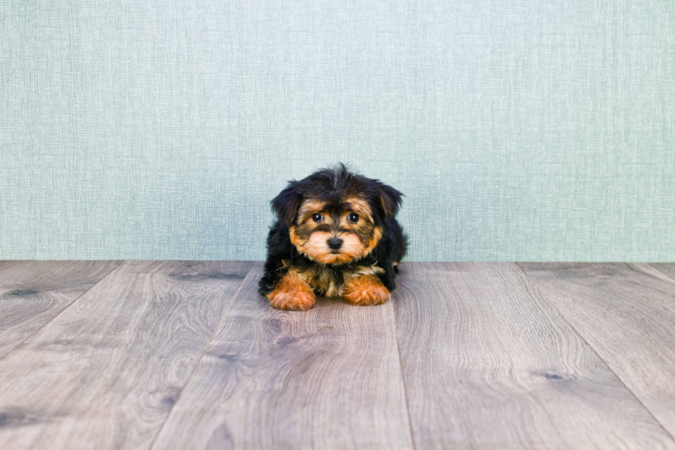 Hypoallergenic Yorkie Designer Puppy