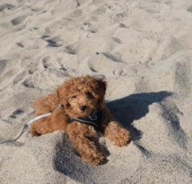 Toy Poodle Puppies For Sale - Premier Pups
