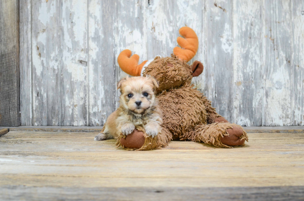 Best Morkie Baby