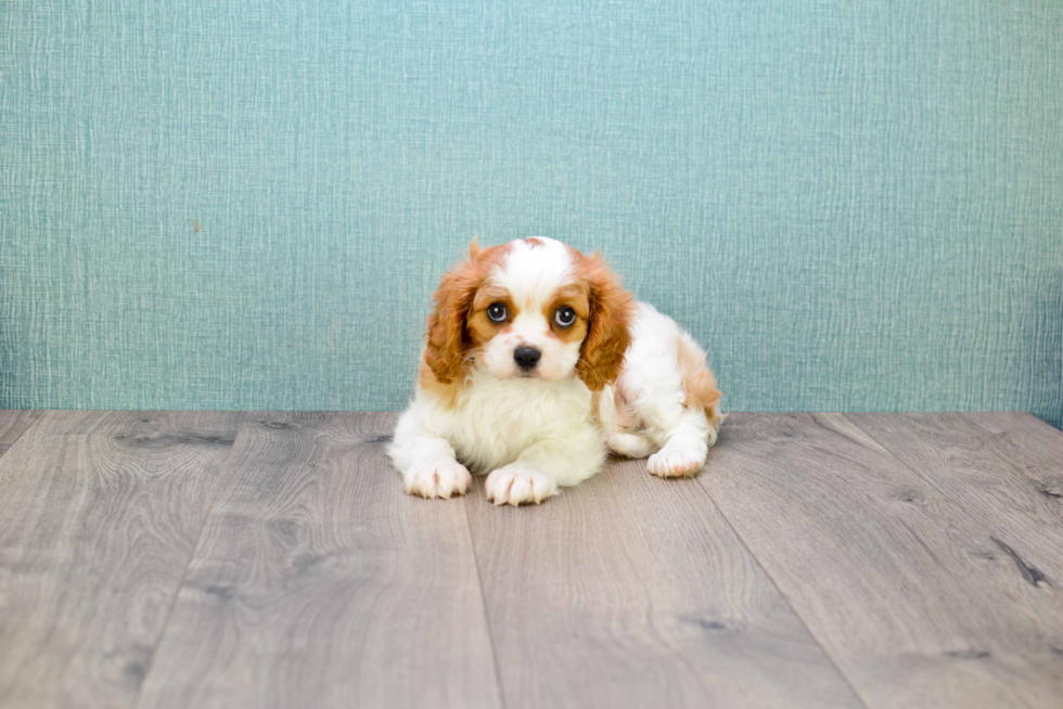 Cavalier King Charles Spaniel Pup Being Cute