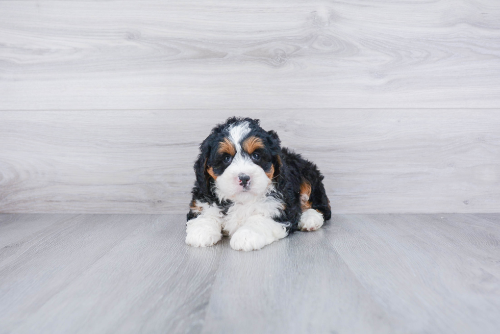 Playful Bernadoodle Poodle Mix Puppy