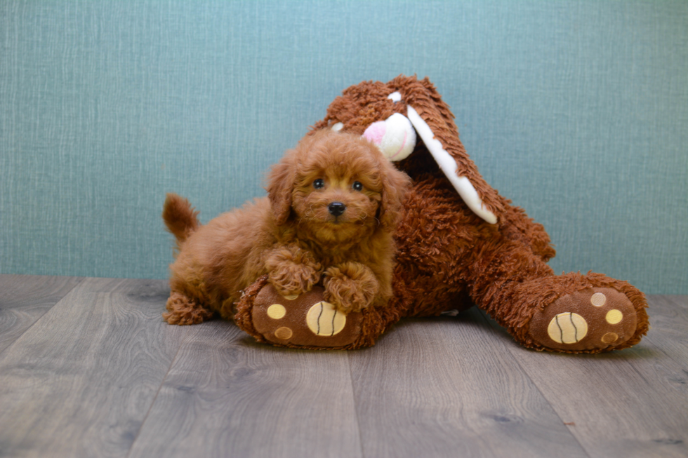 Best Mini Goldendoodle Baby