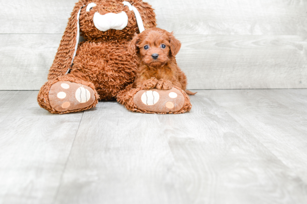 Cavapoo Pup Being Cute