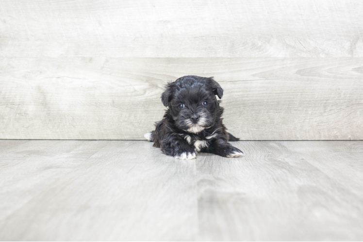 Popular Morkie Designer Pup