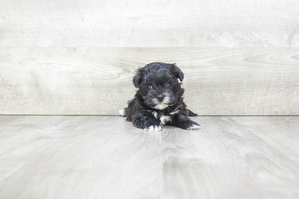 Popular Morkie Designer Pup