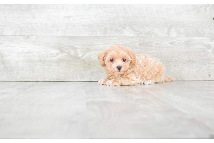 Maltipoo Puppy for Adoption