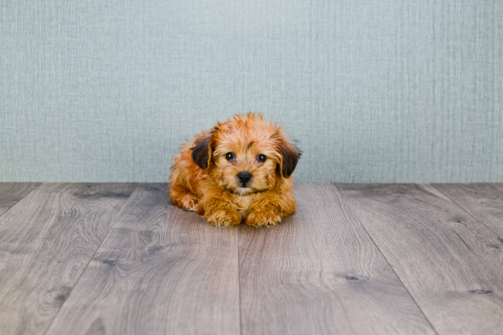 Petite Morkie Designer Pup