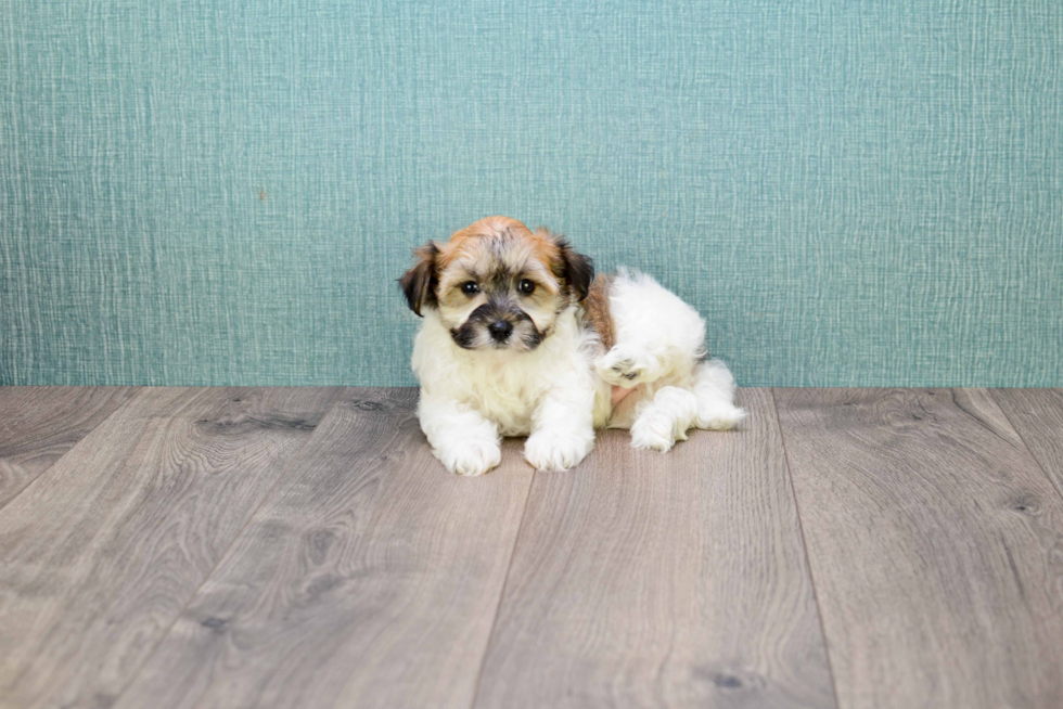 Havanese Pup Being Cute