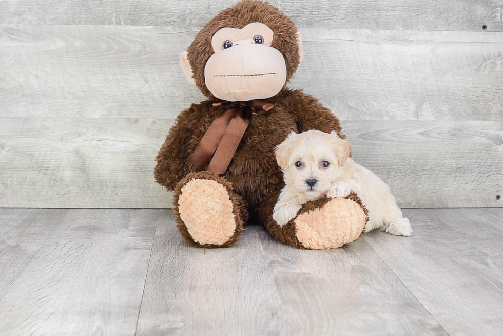 Friendly Maltipoo Baby