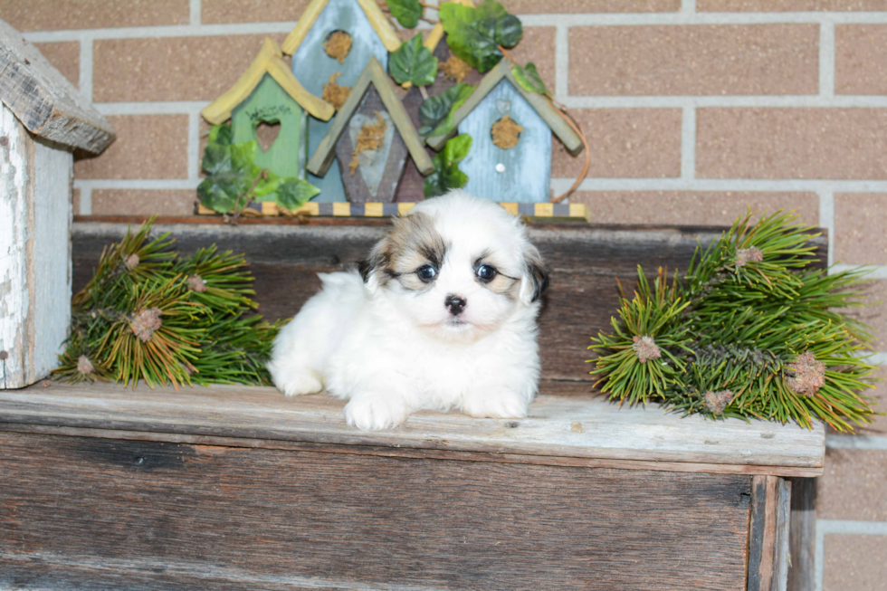 Energetic Shit Designer Puppy