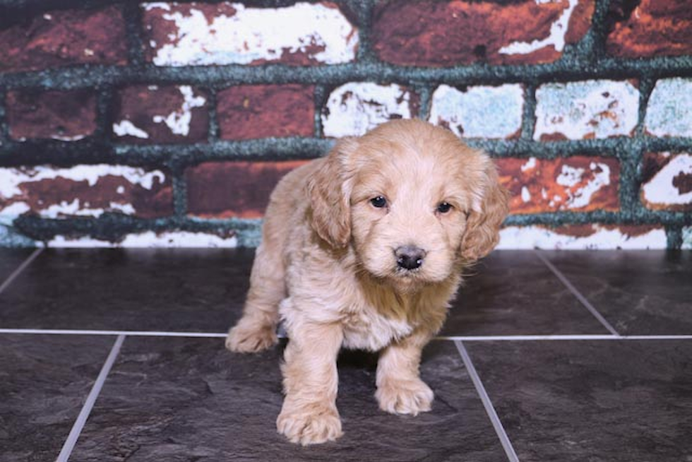 Best Mini Goldendoodle Baby