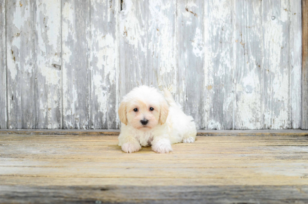 Adorable Maltepoo Poodle Mix Puppy