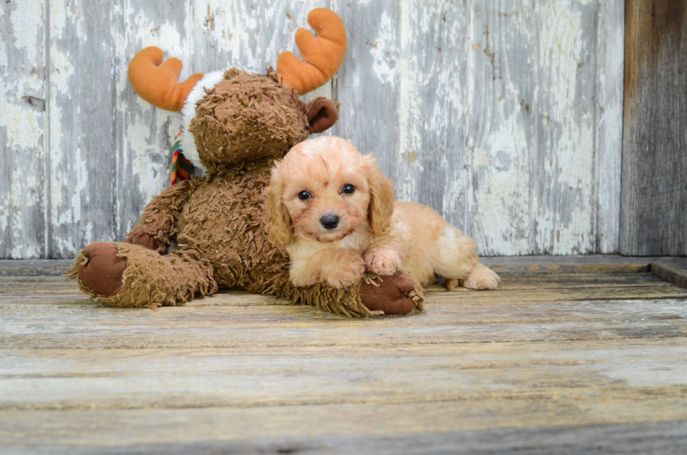 Cavapoo Pup Being Cute