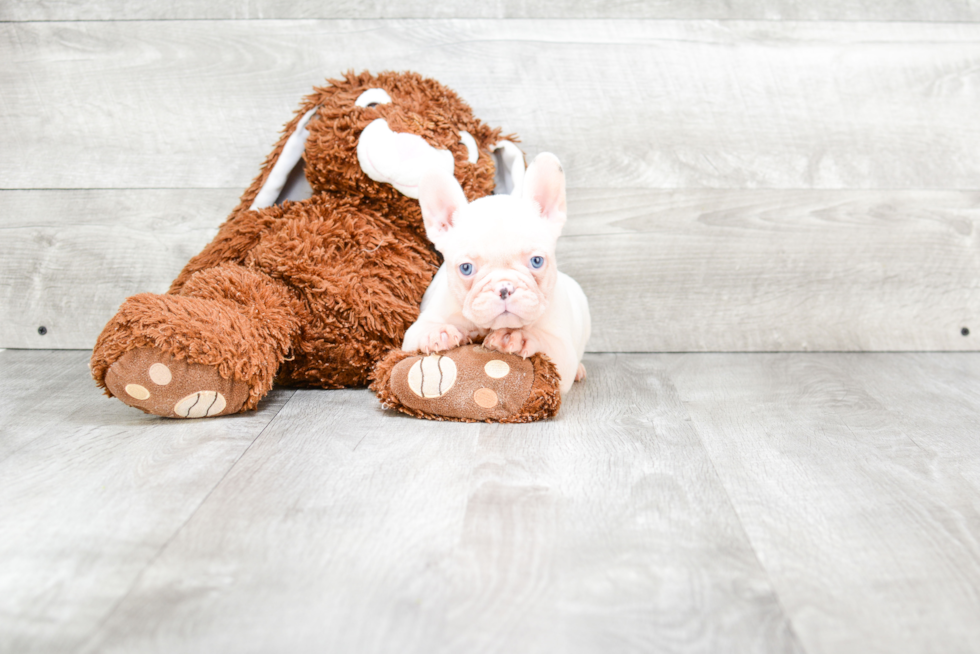 Fluffy Frenchie Purebred Puppy