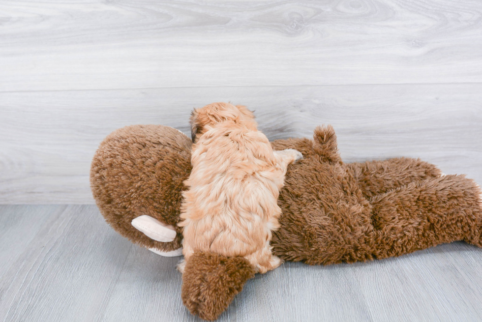 Friendly Morkie Baby