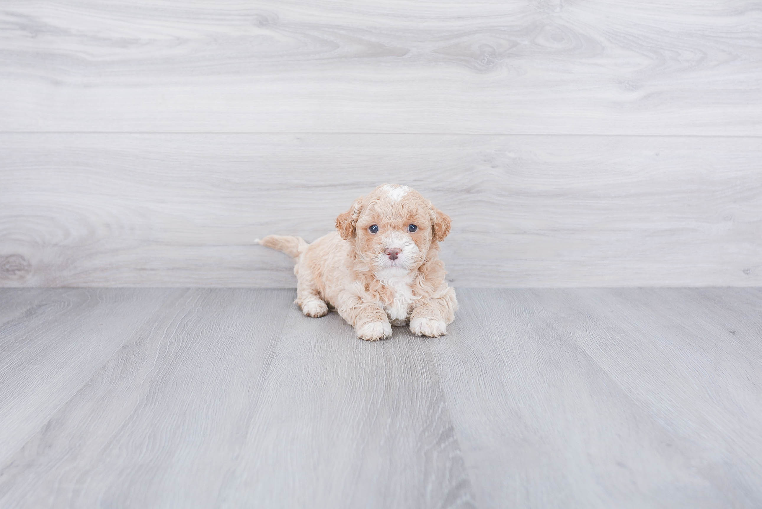 Popular Mini Goldendoodle Poodle Mix Pup