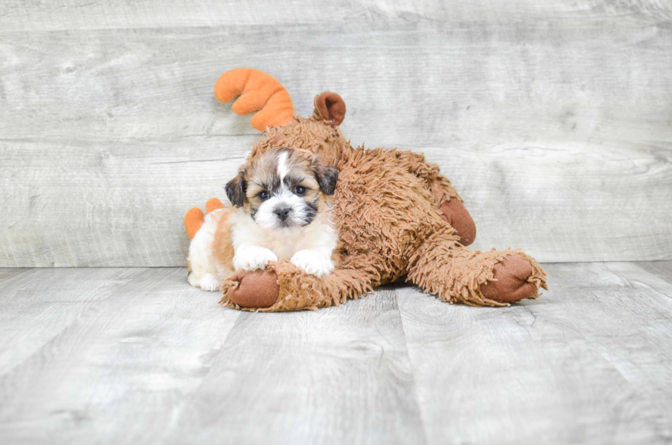 Little Shichon Designer Puppy