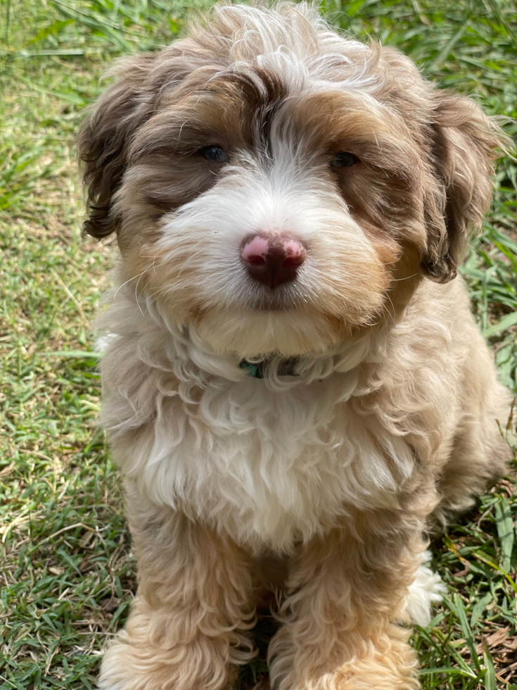 Popular Australian Designer Pup