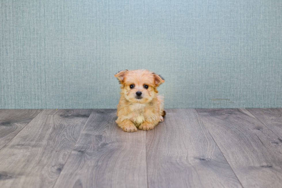 Best Morkie Baby
