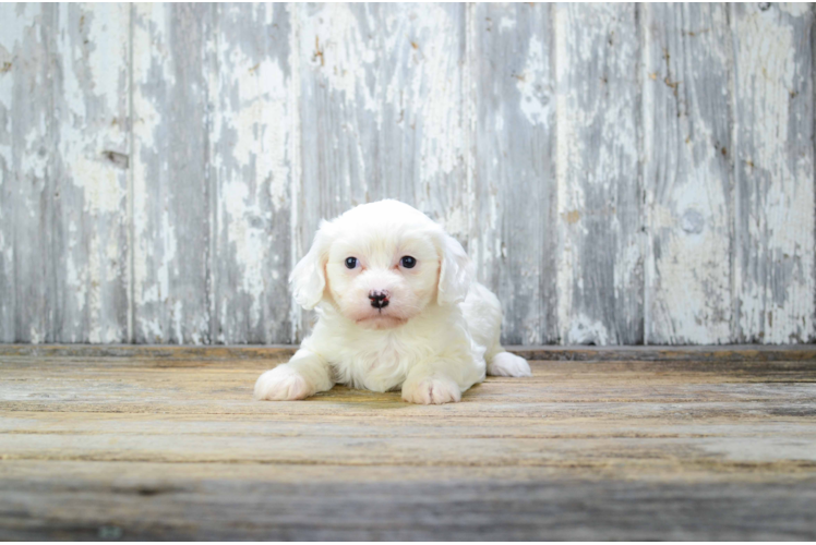 Energetic Cavalier Designer Puppy