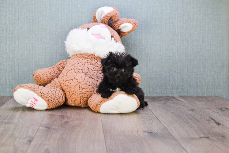 Hypoallergenic Yorkie Designer Puppy