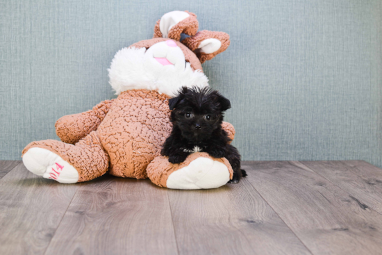 Hypoallergenic Yorkie Designer Puppy