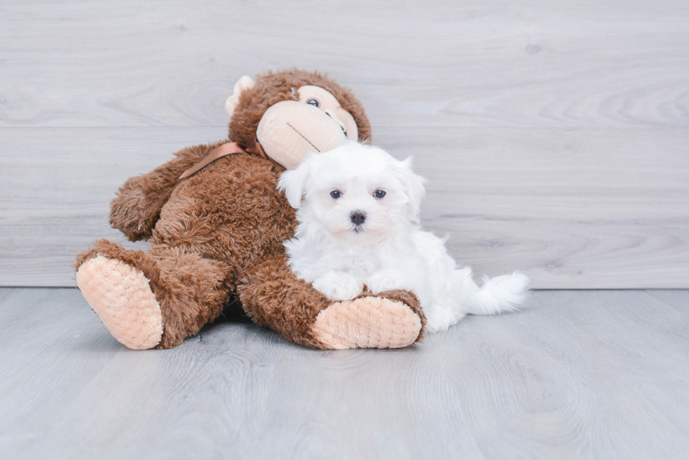 Maltese Puppy for Adoption