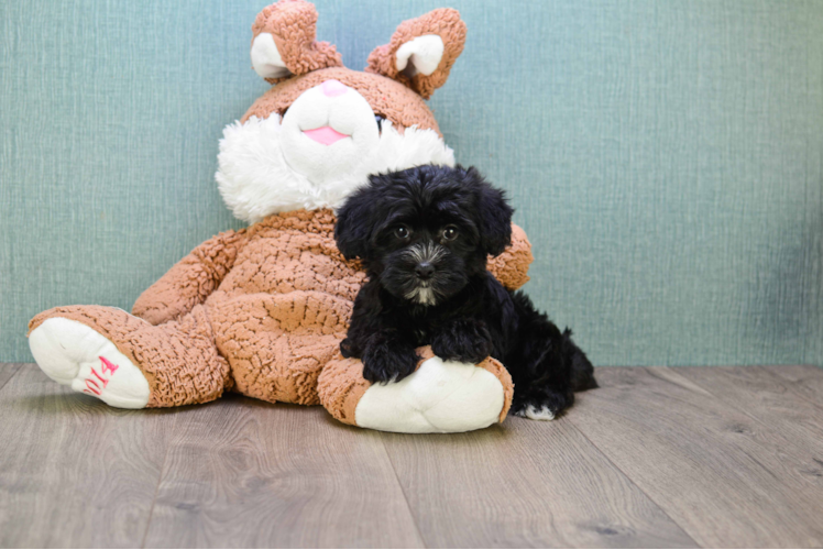 Morkie Pup Being Cute