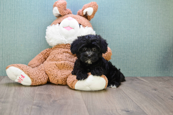 Morkie Pup Being Cute