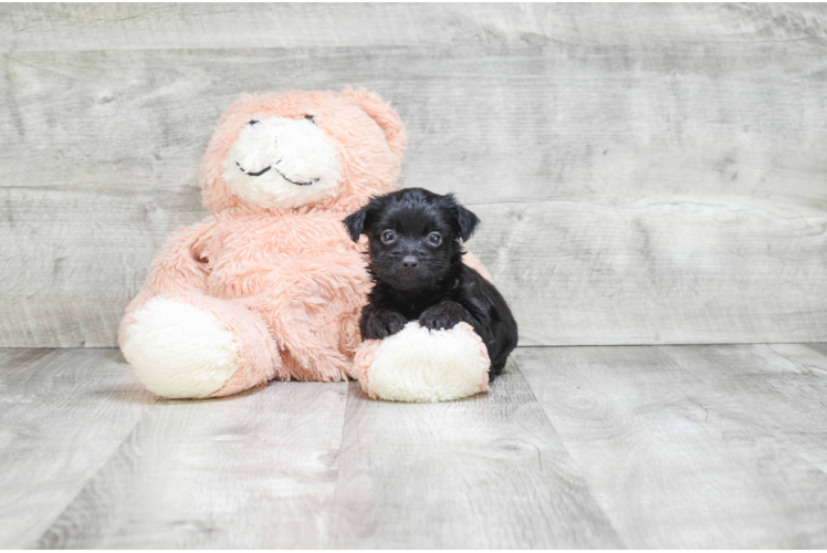 Morkie Pup Being Cute