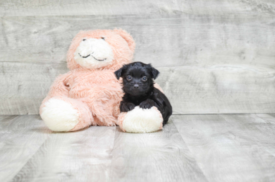 Morkie Pup Being Cute