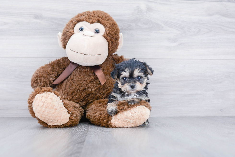 Morkie Puppy for Adoption