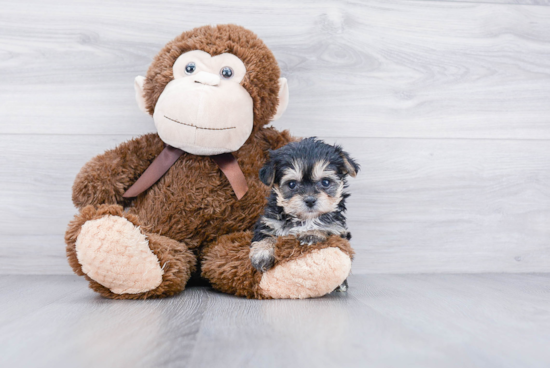 Morkie Puppy for Adoption