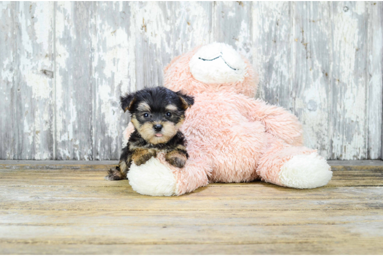 Morkie Puppy for Adoption