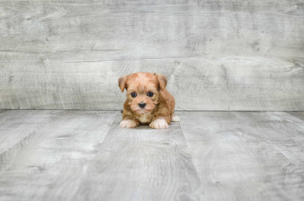 Morkie Pup Being Cute