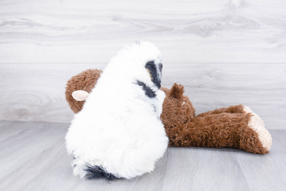 Best Mini Bernedoodle Baby