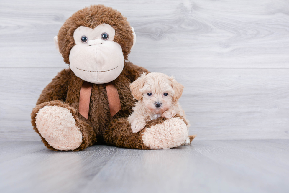 Best Maltipoo Baby