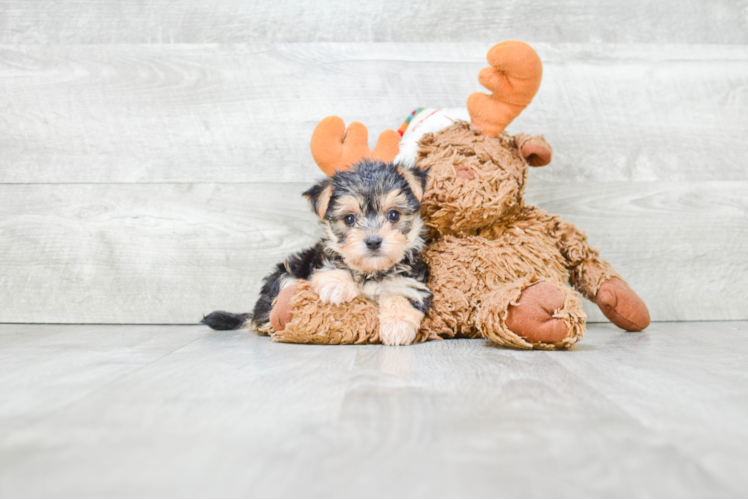 Happy Morkie Baby
