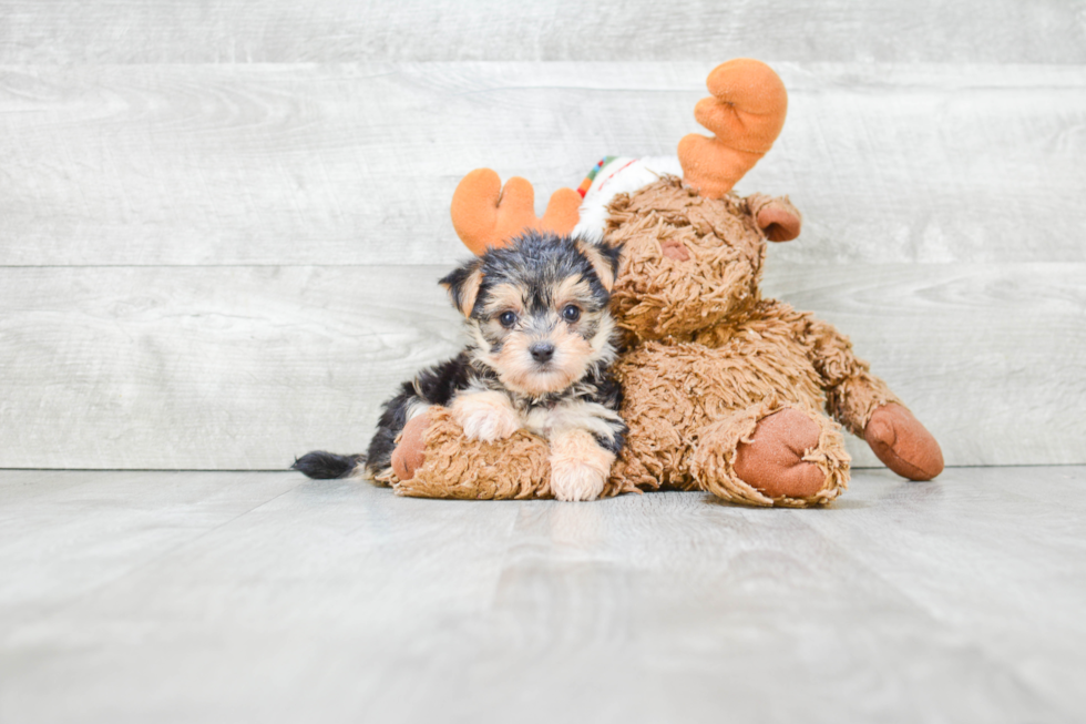 Happy Morkie Baby