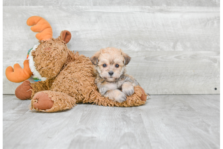Morkie Pup Being Cute