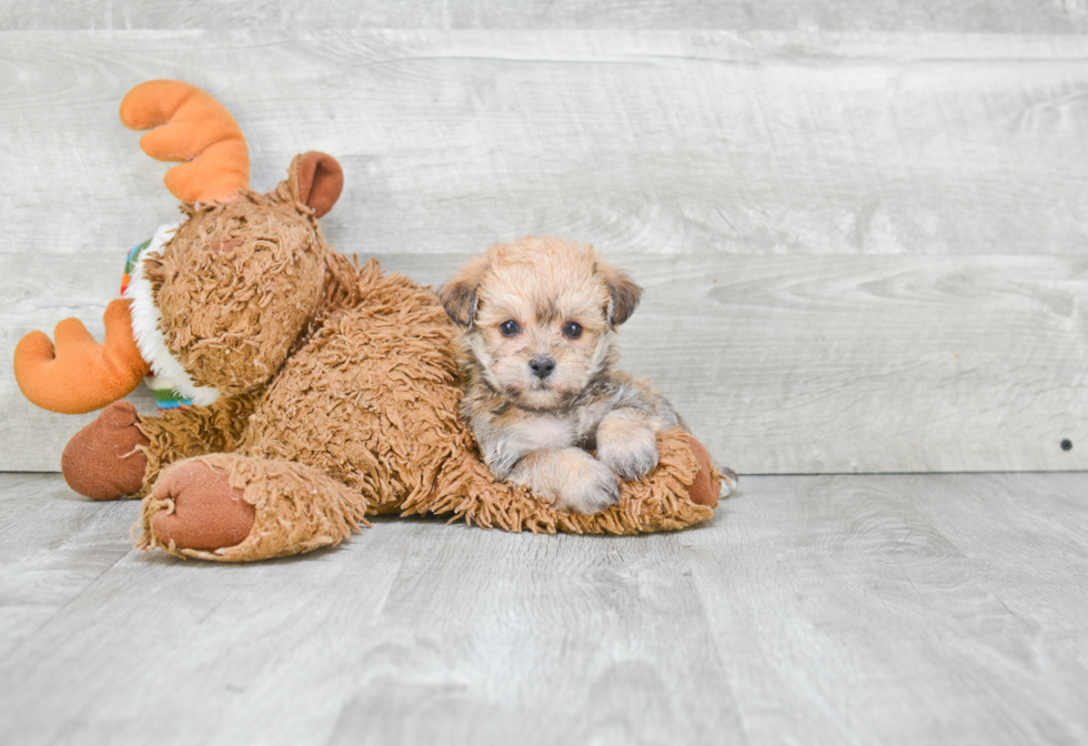 Morkie Pup Being Cute
