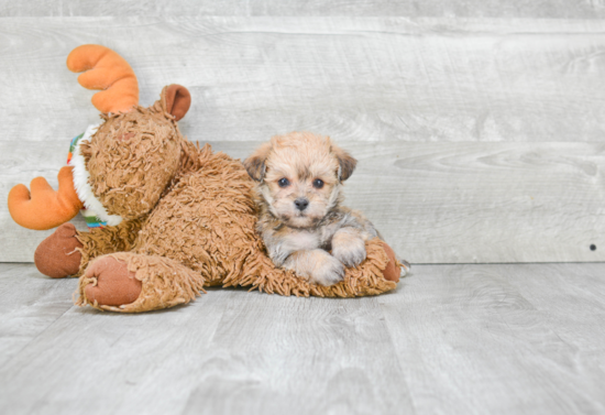 Morkie Pup Being Cute