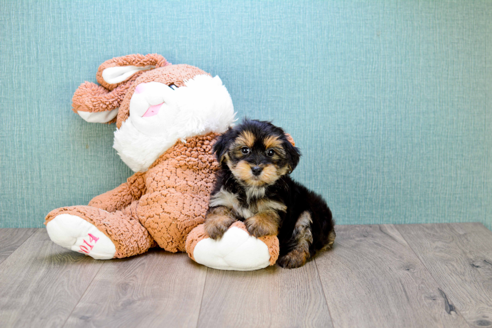 Morkie Puppy for Adoption