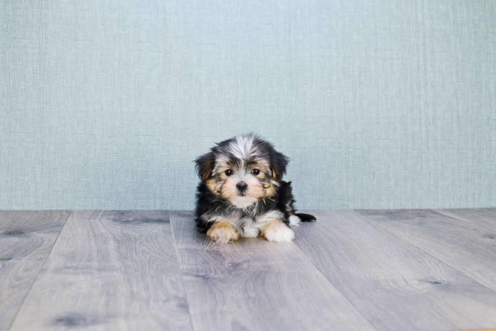 Morkie Puppy for Adoption
