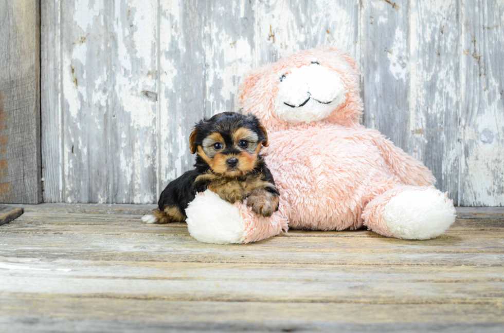 Yorkie Poo Puppy for Adoption