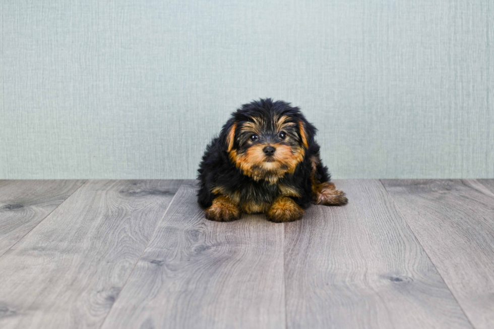 Meet Jeremy - our Yorkshire Terrier Puppy Photo 
