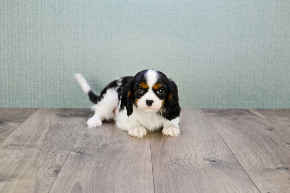 Sweet Cavalier King Charles Spaniel Purebred Puppy